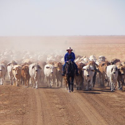 Australia's northern beef cattle industry